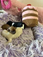 Bella, a female Shihpoo for sale in Concordia, KS – 9 of 10