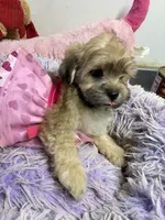 Sophie , a female Shihpoo for sale in Concordia, KS – 7 of 7