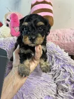 Georgia , a female Yorkipoo for sale in Concordia, KS – 1 of 4