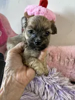 Sweet Pea, a female Shihpoo for sale in Concordia, KS – 2 of 7