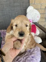Easter Sophie, a female Goldendoodle for sale in Concordia, KS – Photo 1 of 5