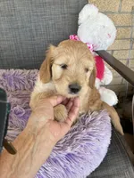 Easter Sophie, a female Goldendoodle for sale in Concordia, KS – Photo 4 of 5
