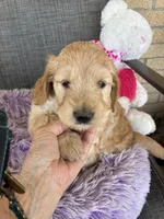 Easter Sophie, a female Goldendoodle for sale in Concordia, KS – Photo 2 of 5