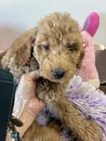 Paris, a female Goldendoodle for sale in Concordia, KS – 4 of 4