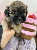 Snickerdoodle , a male Shihpoo for sale in Concordia, KS – 3 of 7