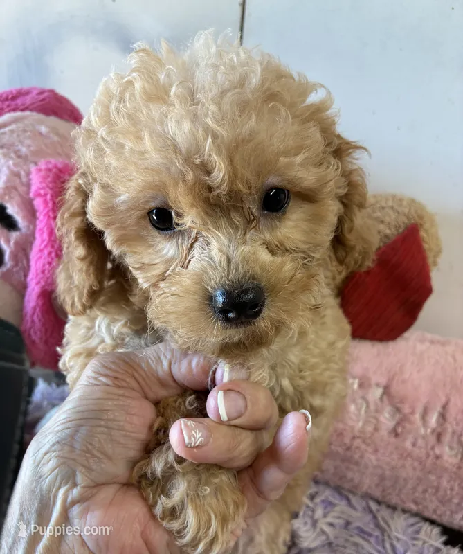 Pepe – Poodle - Toy  puppy for sale in Concordia, KS