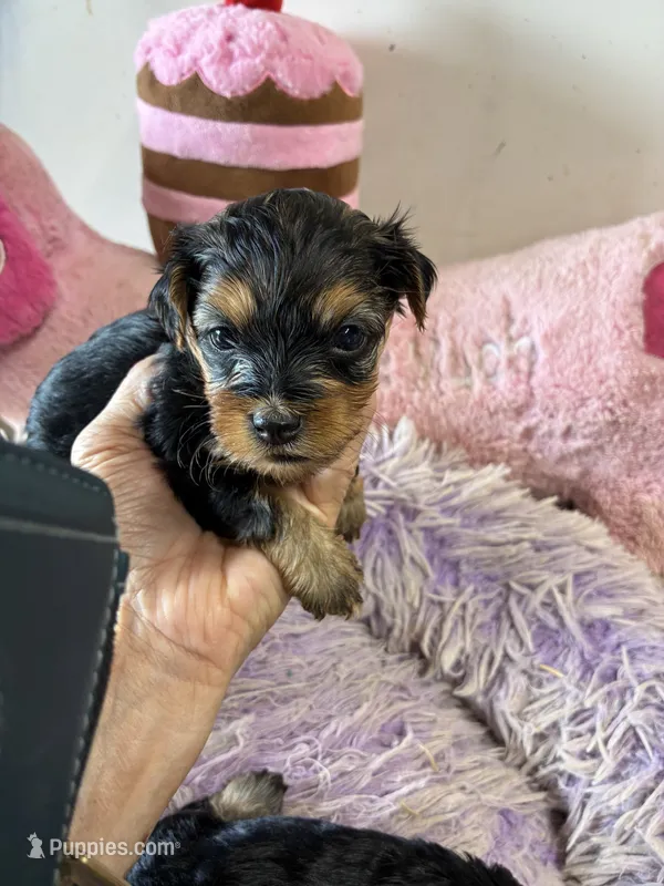 Angel  – Yorkipoo puppy for sale in Concordia, KS