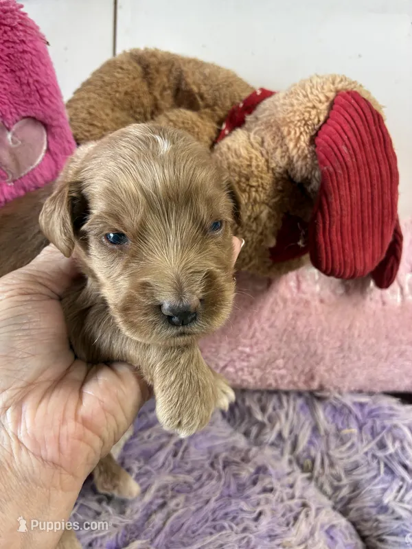 Opie – Goldendoodle puppy for sale in Concordia, KS