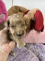 Archie , a male Goldendoodle for sale in Concordia, KS – 1 of 6