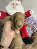 Christmas Dolly, a female Goldendoodle for sale in Concordia, KS – 3 of 5