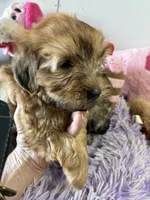 Ready to go Pumpkin , a female Shihpoo for sale in Concordia, KS – 2 of 4
