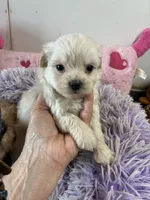 Snow White, a female Shihpoo for sale in Concordia, KS – 2 of 5