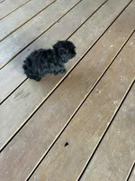 Bella, a female Yorkipoo for sale in Concordia, KS – 4 of 6