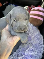 AKC Silver , a female Shihpoo for sale in Concordia, KS – 3 of 4