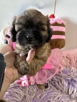 Muffin , a male Shihpoo for sale in Concordia, KS – 6 of 7