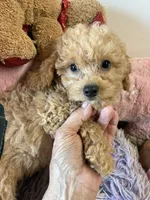 Pepe, a male Poodle - Toy  for sale in Concordia, KS – 6 of 9