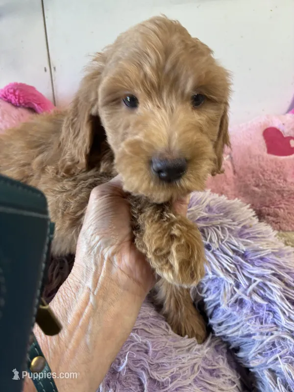 Loving Sadie – Goldendoodle puppy for sale in Concordia, KS