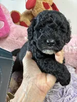 Toby, a male Shihpoo for sale in Concordia, KS – 2 of 5