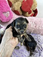 Angel , a female Shihpoo for sale in Concordia, KS – 3 of 4