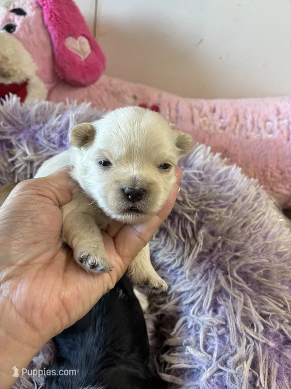 Lilly  – Shihpoo puppy for sale in Concordia, KS