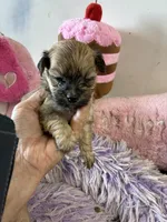 Sweet Pea, a female Shihpoo for sale in Concordia, KS – 3 of 7