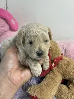 Benjy, a male Shihpoo for sale in Concordia, KS – 2 of 8
