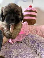Muffin , a male Shihpoo for sale in Concordia, KS – 2 of 7
