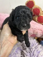 Koko, a male Shihpoo for sale in Concordia, KS – 3 of 8