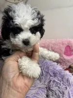 Mindy, a female Shihpoo for sale in Concordia, KS – Photo 2 of 4