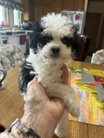 Sandy, a female Shihpoo for sale in Concordia, KS – Photo 4 of 4