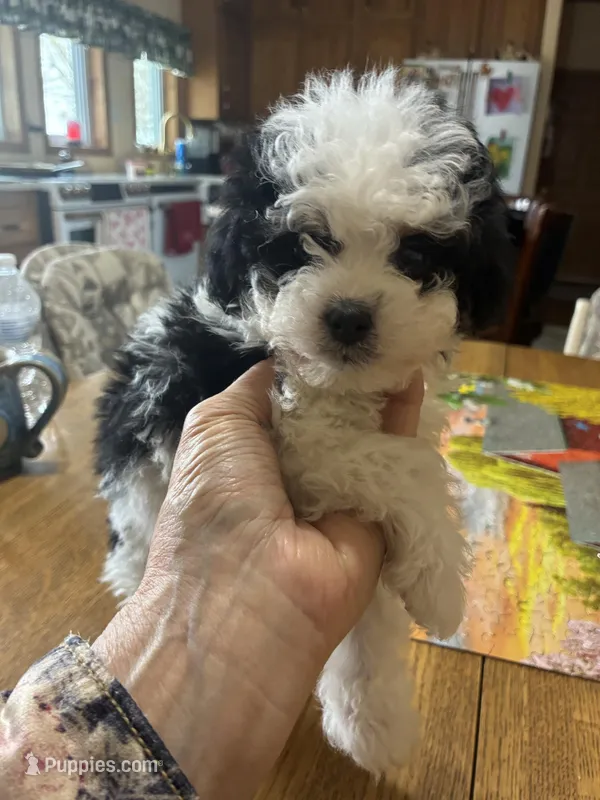 Sandy – Shihpoo puppy for sale in Concordia, KS