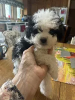 Sandy, a female Shihpoo for sale in Concordia, KS – Photo 1 of 4
