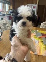 Sandy, a female Shihpoo for sale in Concordia, KS – Photo 2 of 4