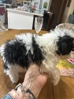 Sandy, a female Shihpoo for sale in Concordia, KS – Photo 3 of 4