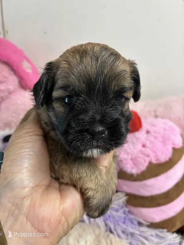 Candy – Shihpoo puppy for sale in Concordia, KS