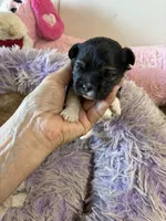 Lilly , a female Shihpoo for sale in Concordia, KS – 7 of 7