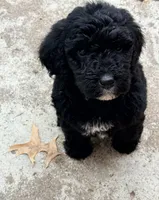 Mickey , a male Goldendoodle for sale in Concordia, KS – Photo 3 of 5