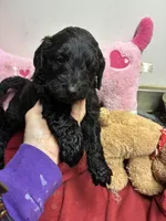 Mickey , a male Goldendoodle for sale in Concordia, KS – Photo 2 of 5