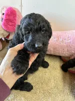 March Charlie , a male Goldendoodle for sale in Concordia, KS – Photo 2 of 5