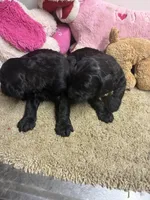 processed/0ca453f8-7bfa-4db9-8407-ced72de8a3a2/listing/ecc22680-a77b-4340-b0f5-b194674a81e0/79e559fe-7717-40c9-973a-59d55e0312bc