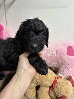 Ready to go Benson, a male Goldendoodle for sale in Concordia, KS – Photo 1 of 5