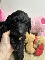 Ready to go Benson, a male Goldendoodle for sale in Concordia, KS – Photo 4 of 5