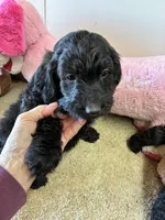 March Charlie , a male Goldendoodle for sale in Concordia, KS – Photo 1 of 5