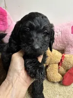 Ready to go Benson, a male Goldendoodle for sale in Concordia, KS – Photo 5 of 5