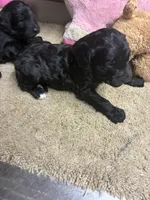 processed/0ca453f8-7bfa-4db9-8407-ced72de8a3a2/listing/ecc22680-a77b-4340-b0f5-b194674a81e0/ffe78b49-62eb-40c6-9c04-34609fc2ddca