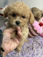 Archie , a male Poodle - Toy  for sale in Concordia, KS – 2 of 4