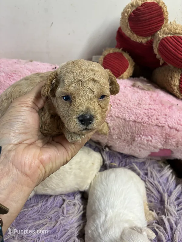 Pepe – Peekapoo puppy for sale in Concordia, KS