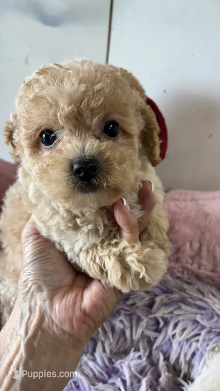 Nemo – Poodle - Toy  puppy for sale in Concordia, KS