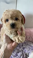 Nemo, a male Poodle - Toy  for sale in Concordia, KS – 1 of 4