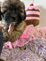 Muffin , a male Shihpoo for sale in Concordia, KS – 5 of 7
